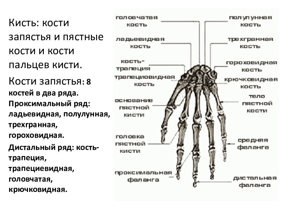 2 пястная кость. Ладьевидная кость кисти анатомия. Кости запястья проксимальный и дистальный ряд. Пястные кости руки анатомия. Скелет верхней конечности кисть.