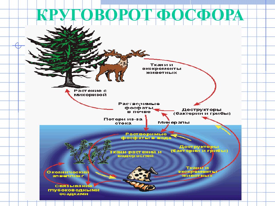 Составьте схему круговорота фосфора и разными стрелками покажите перемещение фосфорсодержащих