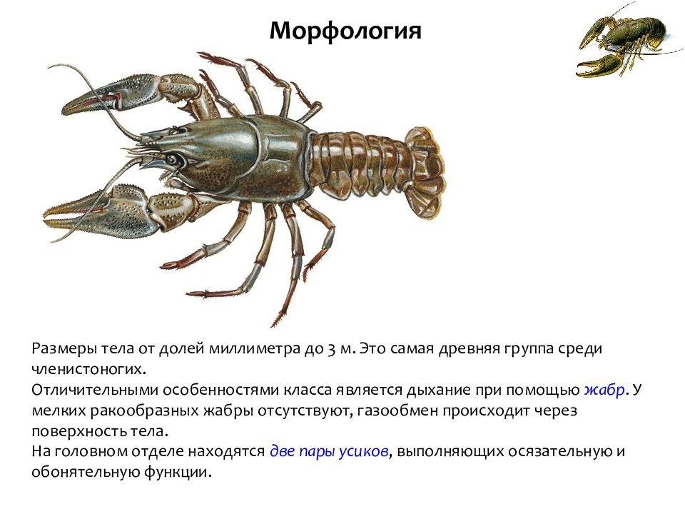 Характеристика ракообразных. Биология 7 класс Членистоногие ракообразные. Ракообразные общая характеристика. Жабры ракообразных. Особенности строения ракообразных.