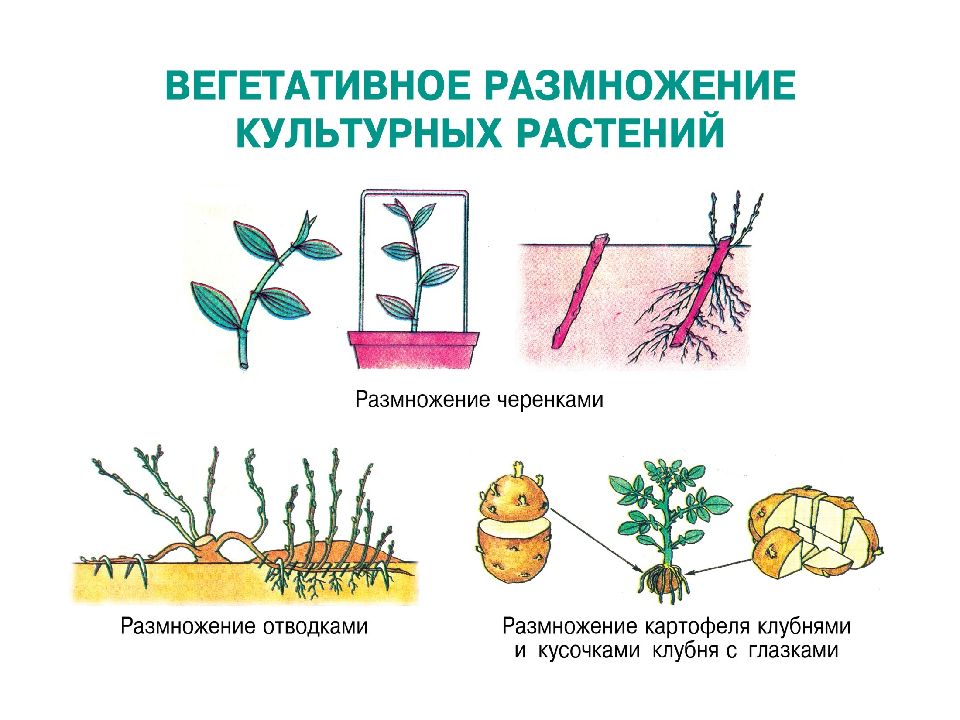 Вегетативное размножение листом