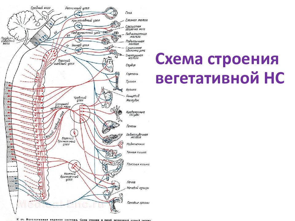 Вегетативные части тела