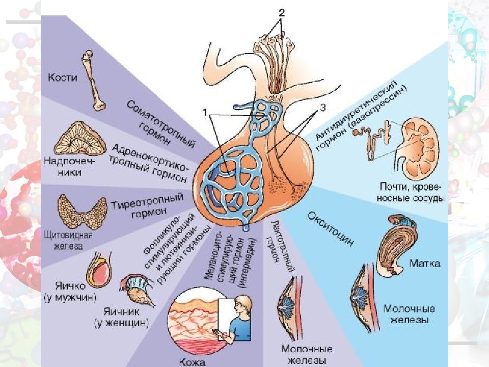 Картинка гормоны гипофиза