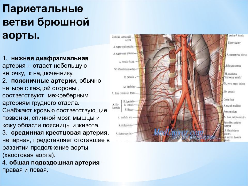 Презентация брюшная аорта