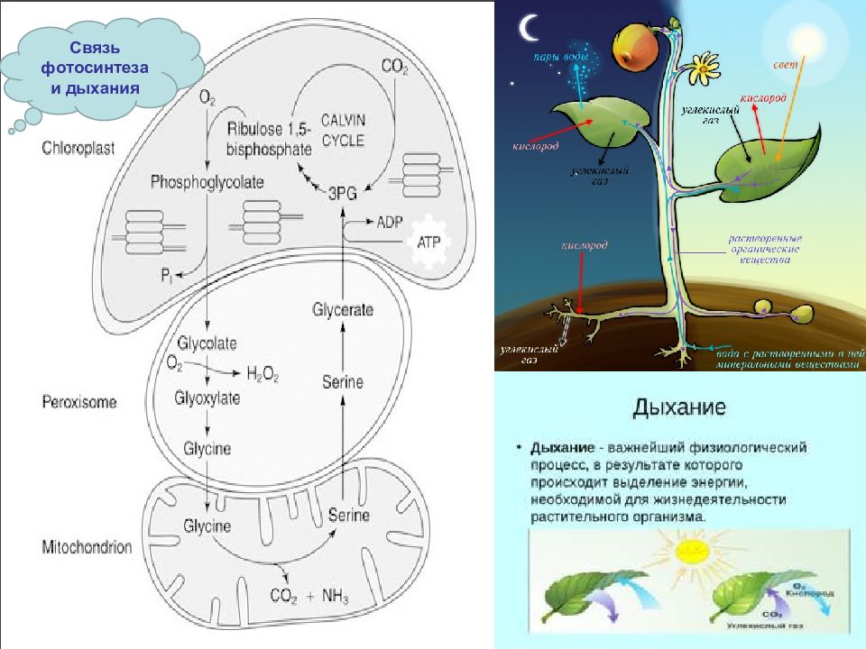 Таблица взаимосвязь процессов фотосинтеза и дыхания. Взаимосвязь фотосинтеза и дыхания. Фотосинтез схема. Схема фотосинтеза у растений. Взаимосвязь фотосинтеза и дыхания растений схема.