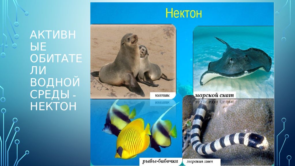 Тест по теме водная среда. Обитатели океана Нектон. Среда обитания нектона. Нектон рыбы. Животные водной среды.