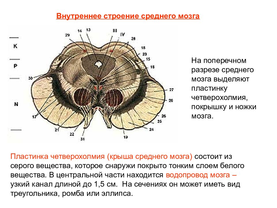 Строение среднего мозга в головном мозге. Строение среднего мозга анатомия. Крыша среднего мозга (пластинка четверохолмия). Средний мозг анатомия крыша покрышка. Строение среднего мозга поперечный разрез.