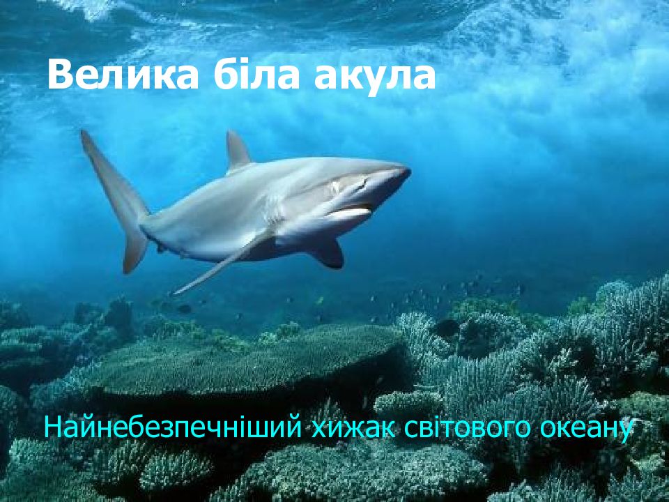 Велика біла акула