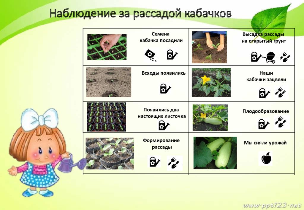 Наблюдения за семенами растений. Дневник наблюдений за растениями. Алгоритм наблюдения за овощами.