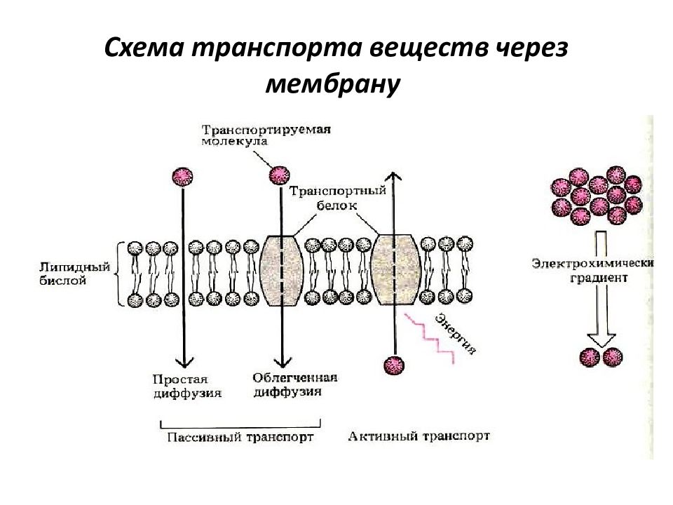 Транспорт мембраны. Активный транспорт веществ через мембрану схема. Механизмы транспорта веществ через клеточную мембрану. Пассивный и активный транспорт веществ через мембранные структуры. Мембранный транспорт схема.