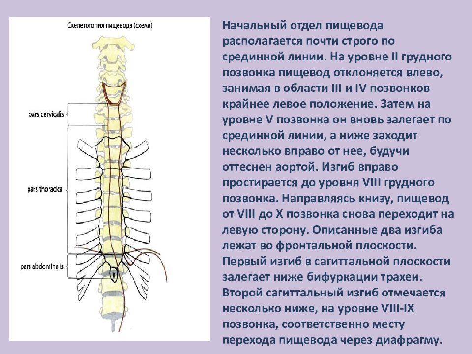 анатомические и физиологические сужения пищевода таблица. пищевод скелетотопия голотопия. пищевод на каком уровне позвонков. расширения пищевода анатомия. физиологические сужения пищевода анатомия.