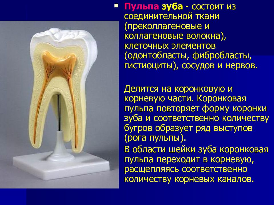 Строение пульпы презентация