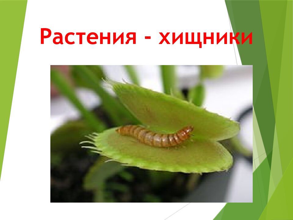 Растения - хищники