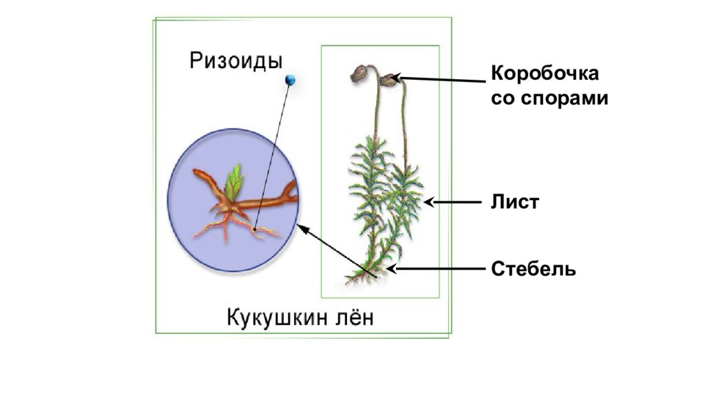 Ризоиды это. Ризоиды. Ризоиды строение. Коробочка со спорами у Кукушкина льна.