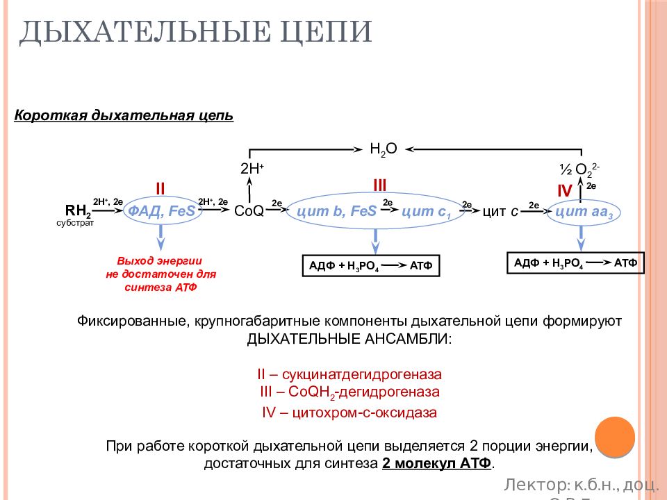 Матричная атф. Механизм синтеза АТФ В дыхательной цепи. АТФ синтаза в дыхательной цепи. Синтез АТФ биохимия. Энергетический обмен биохимия дыхательная цепь.