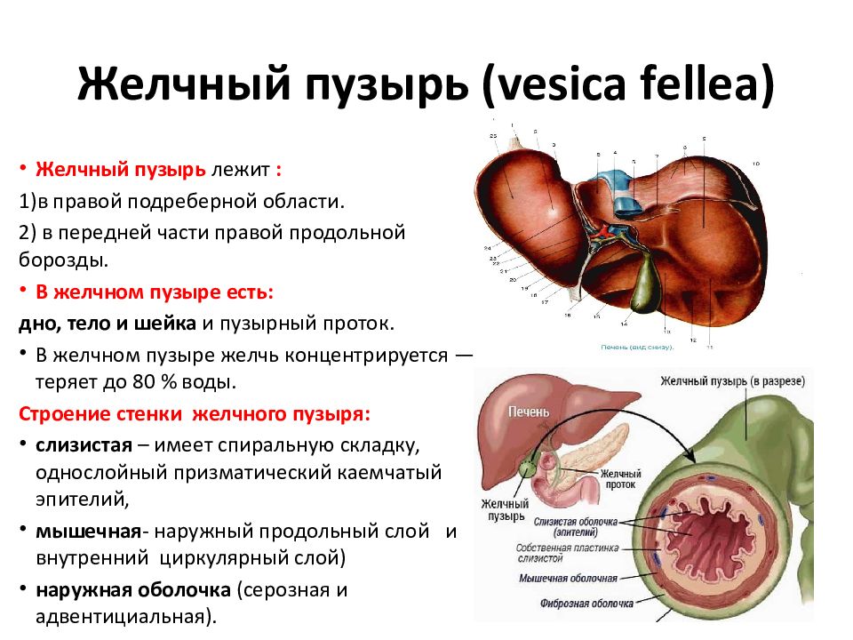 Изменение стенок желчного пузыря. Желчный пузырь (Vesica Biliaris). Vesica желчный пузырь. Желчный пузырь анатомия человека. Желчный пузырь и холедох анатомия.