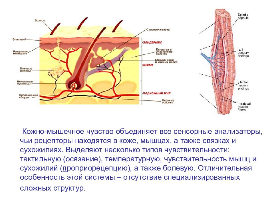 Презентация двигательный анализатор