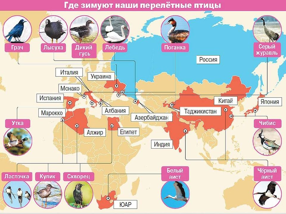 Карта миграции журавлей