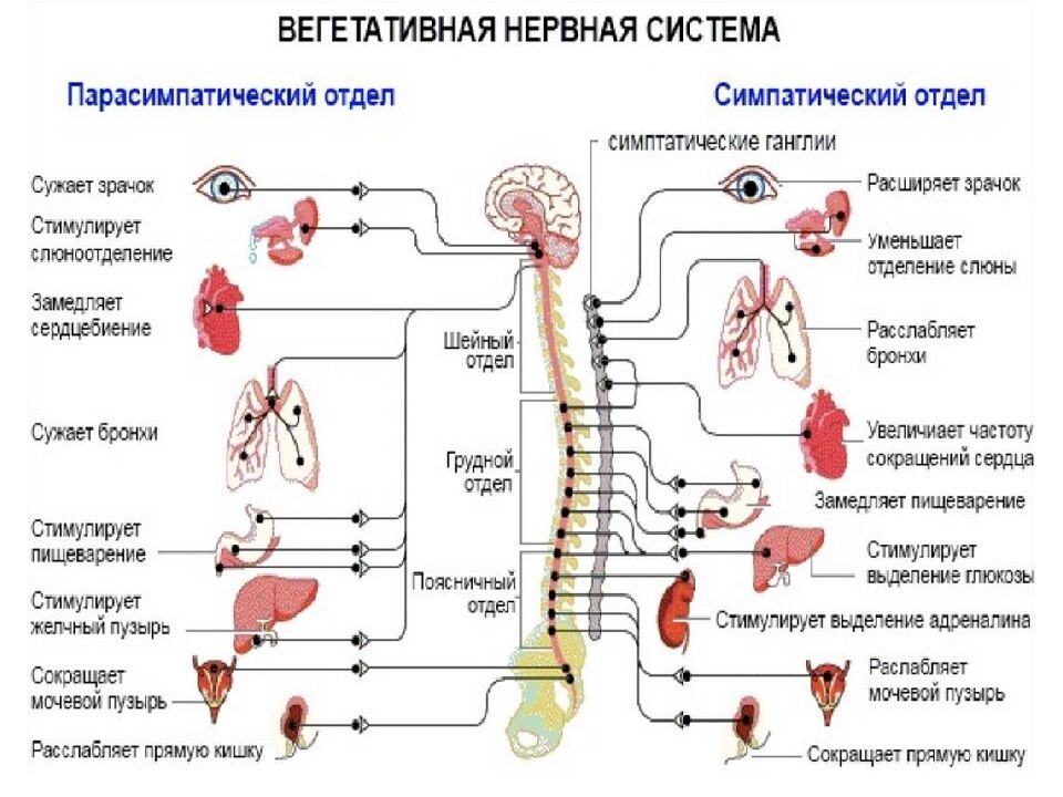 Лекция 5 Физиология нервной системы