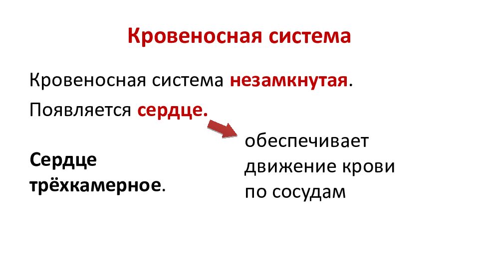 Кровеносная система