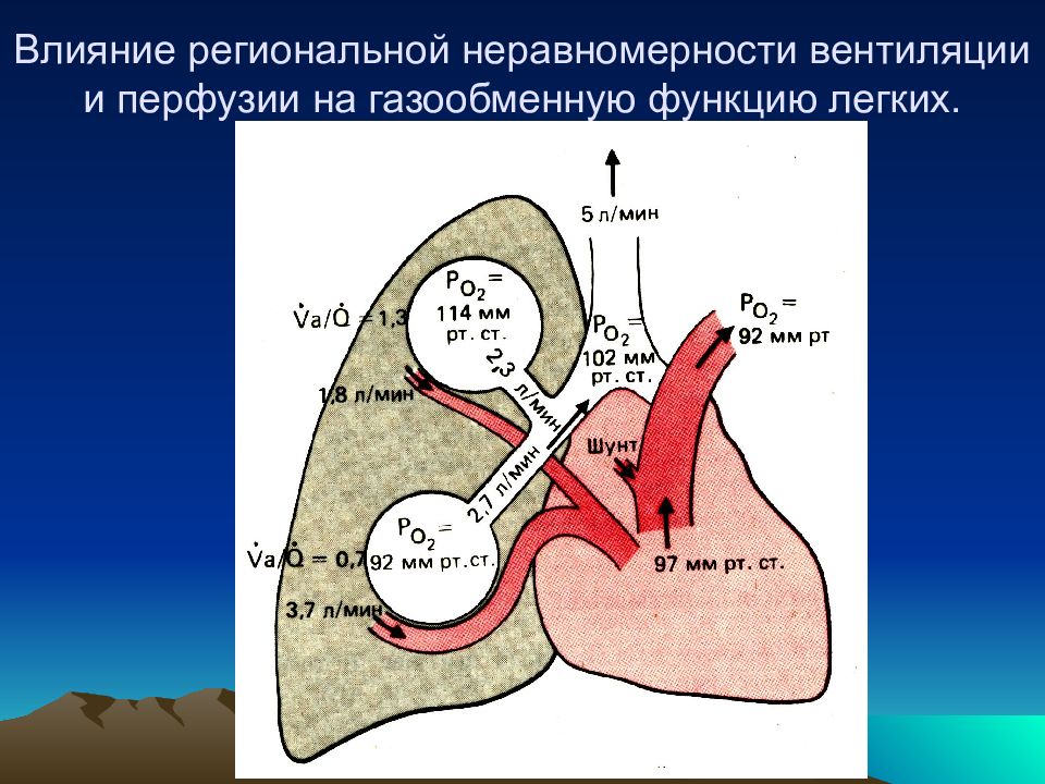 Дыхание влияние. Перфузия легких это. Вентиляция и перфузия. Вентиляция и перфузия легких. Легочная перфузия это.