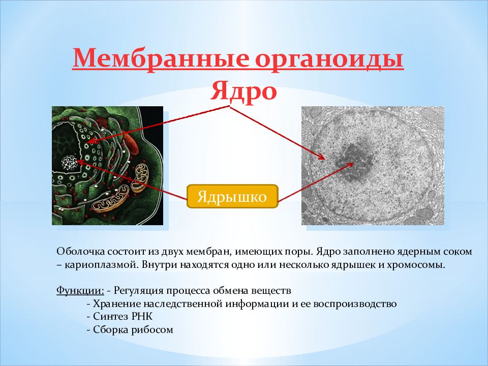 Две мембраны. Органоиды клетки презентация. Ядро функции органоида. Органоиды с двойной мембраной. Органоиды клетки заполненный кариоплазма.