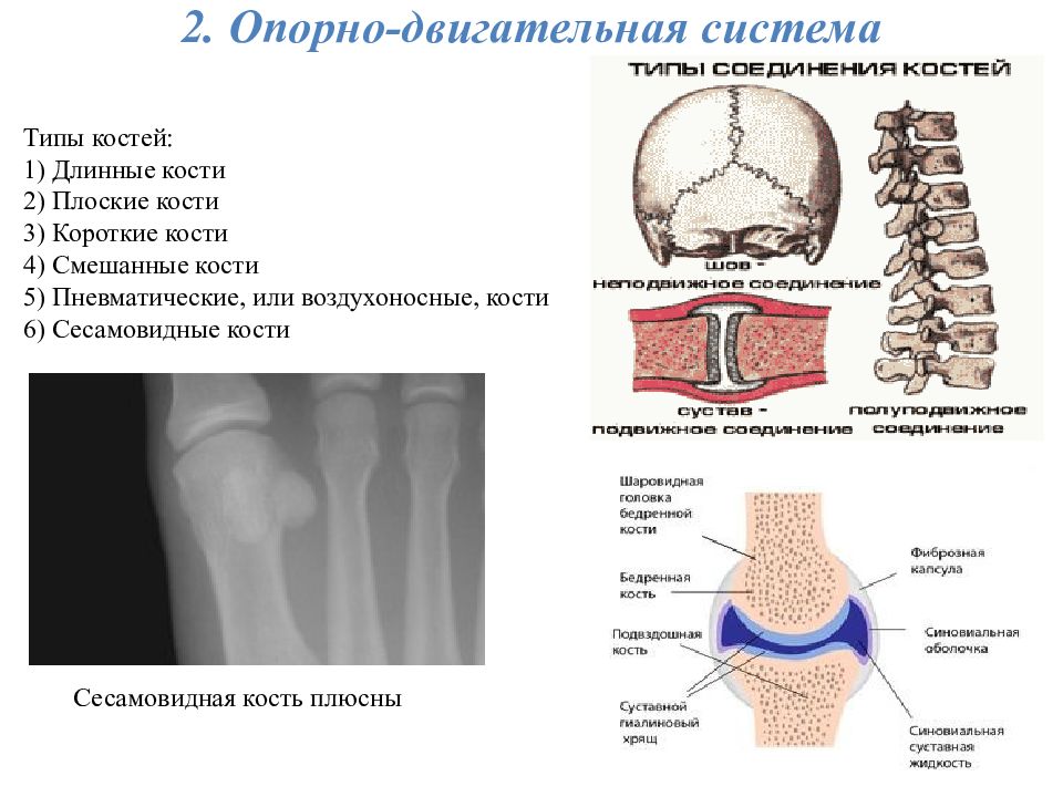 Подготовка к егэ опорно двигательная система презентация