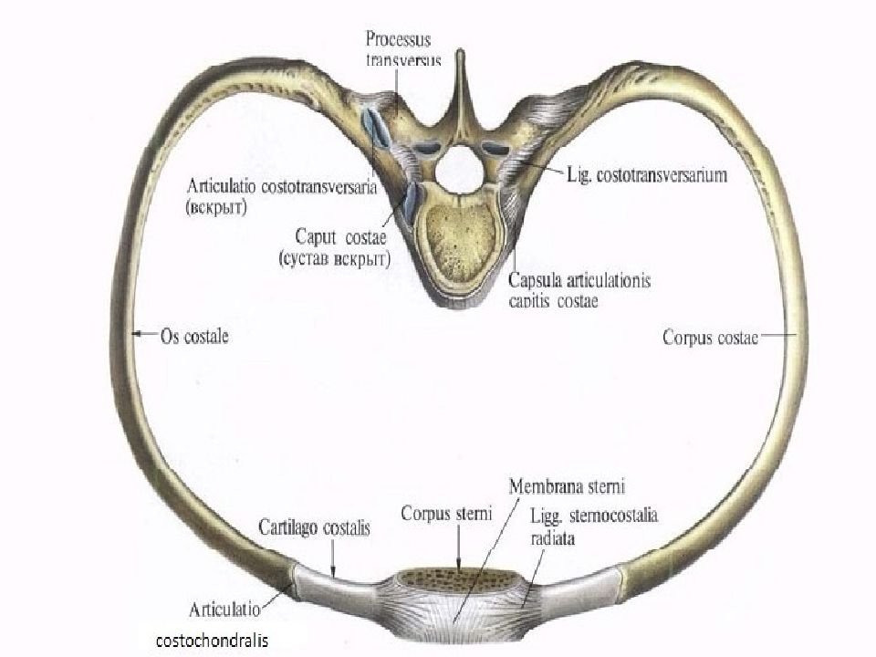 Ребро тип соединения. Соединение ребер с грудиной и позвоночником. Грудная клетка соединение ребер. Связки и суставы ребер и грудины. Соединения ребер анатомия.