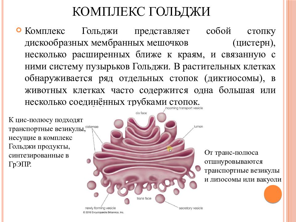 Комплекс гольджи мембраны. Комплекс Гольджи представляет собой. Везикулы комплекс Гольджи. Мембранная цистерна комплекса Гольджи. Комплекс Гольджи представляет собой стопку дискообразных.