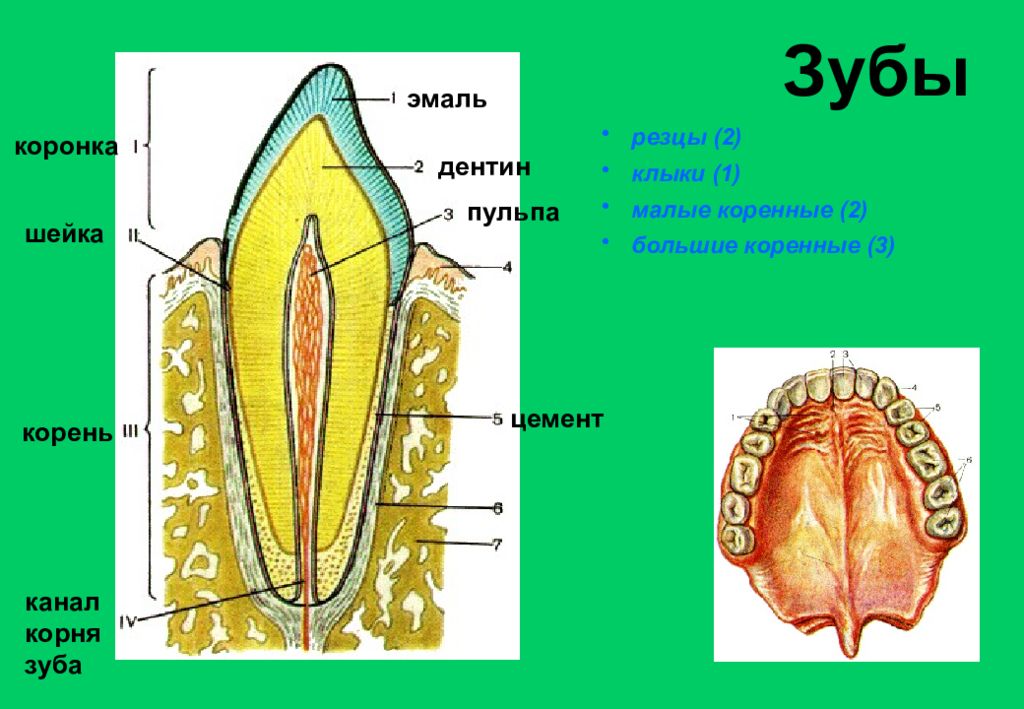 Корень зуба покрыт