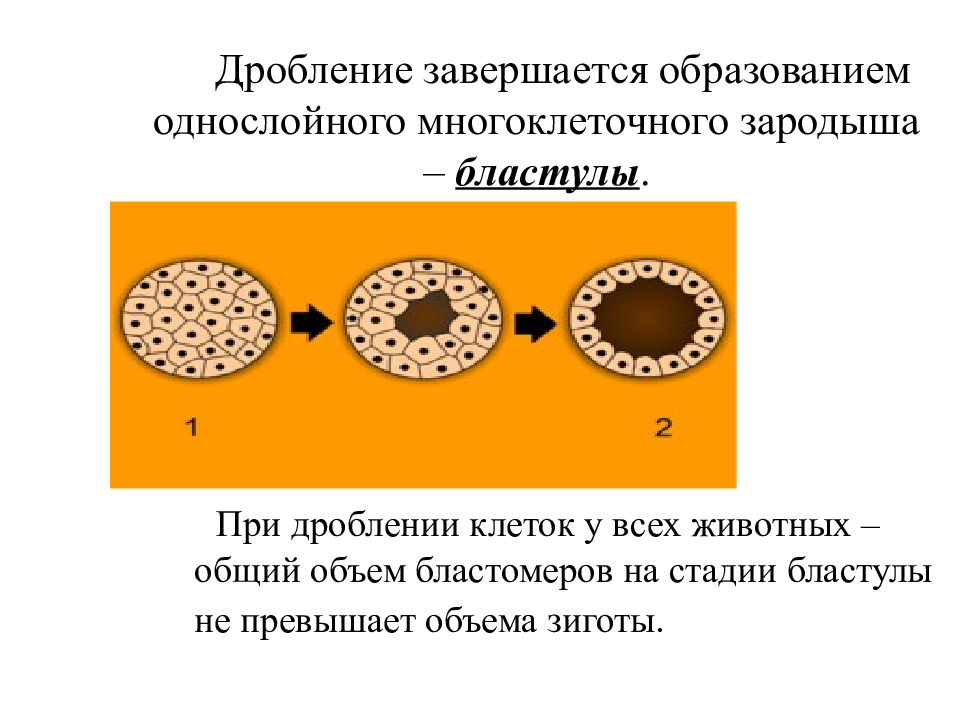 Зародыш на стадии бластулы имеет. Дробление клетки. Дробление зародыша. Процесс образования однослойного зародыша. Процесс образования многоклеточного зародыша.