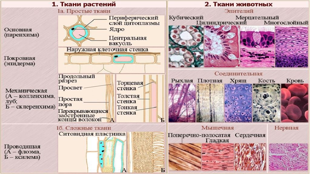 Ткани биология презентация