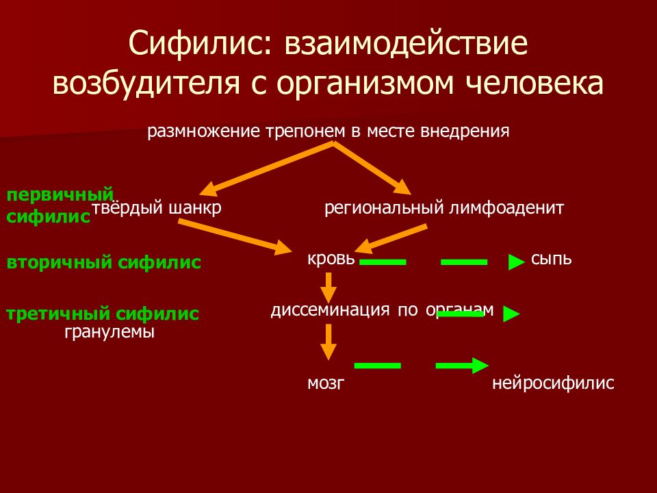 Презентация Сифилис