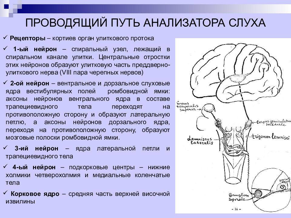 Какие части слухового анализатора изображены на рисунке чем они представлены в чем их функции