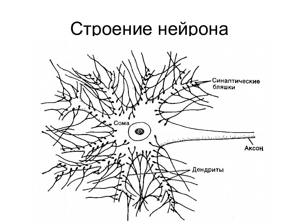 Основа нервной клетки. Строение нейрона. Строение нервной клетки. Схема строения нервной клетки. Нервная клетка Нейрон.