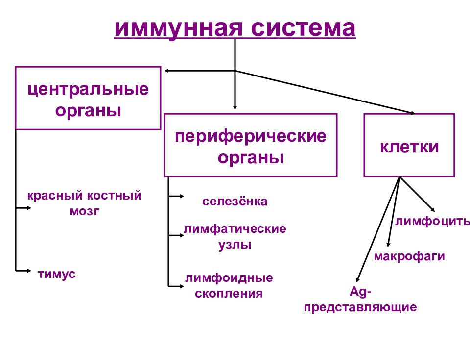 Органы иммунной системы человека схема