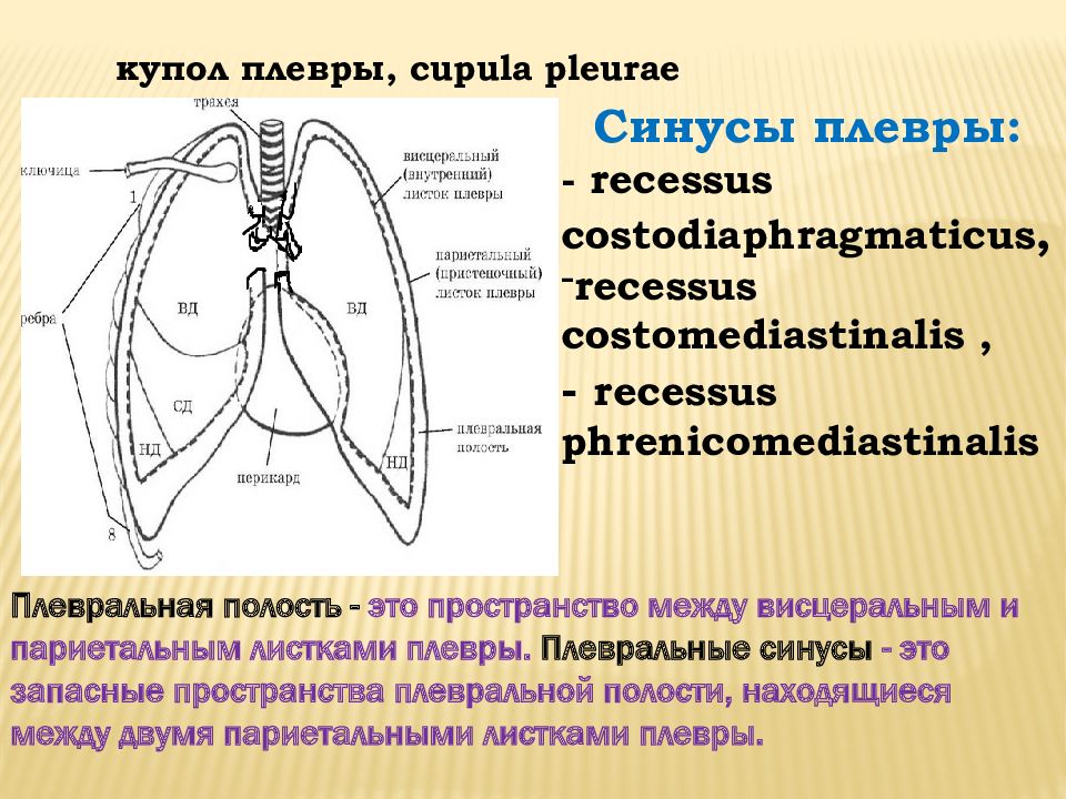 Синусы плевры картинка