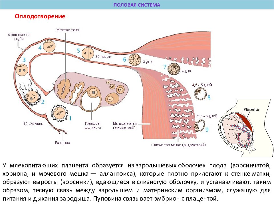 Половое оплодотворение. Оплодотворение у млекопитающих. Схема оплодотворения у млекопитающих. Оплодотворение яйцеклетки млекопитающих. Оплодотворение у млекопитающих происходит в.