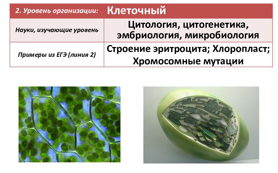 Наука изучающая клетку называется. Клеточный уровень науки. Простейшие примеры микробиология. Науки клеточного уровня организации. Наука цитология изучает уровень организации живого.