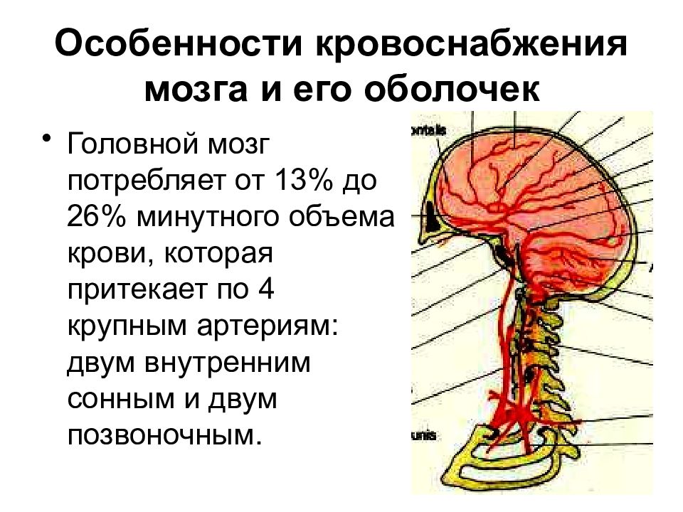 Кровоснабжение головного мозга. Артерии кровоснабжающие головной мозг. Источники кровоснабжения головного мозга. Схема кровоснабжения головы мозга конечностей.