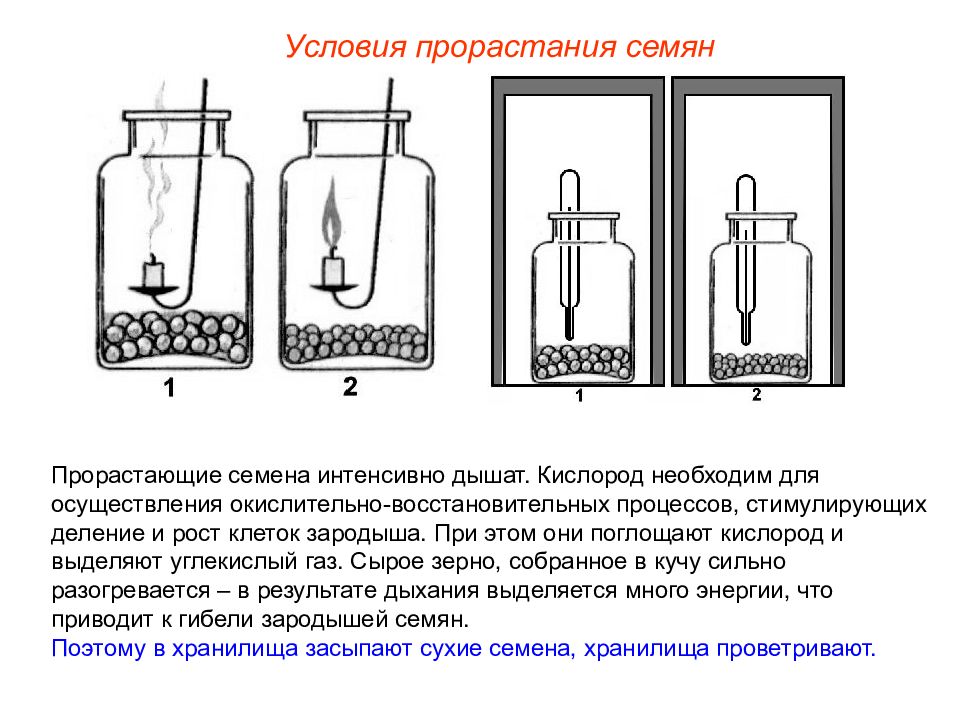 какие органы растения дышат. эксперимент дыхание семян. прорастающие семена начинают активно дышать поглощая. прорастающие семена начинают активно дышать поглощая. прорастающие семена начинают активно дышать поглощая.