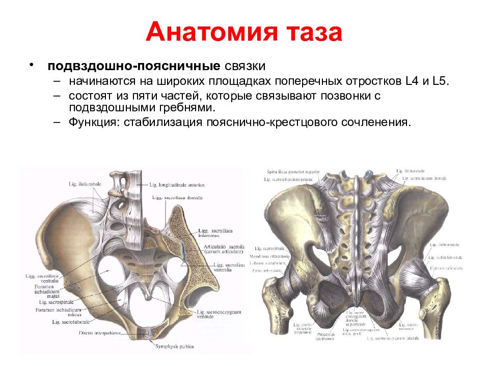 Связки поясницы