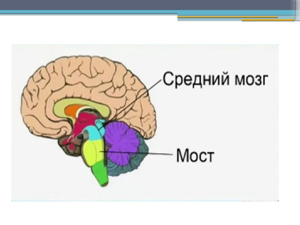 Функции моста и среднего мозга. Средний мозг. Мост мозга функции. Строение головного мозга 8 класс. Строение головного мозга человека презентация.