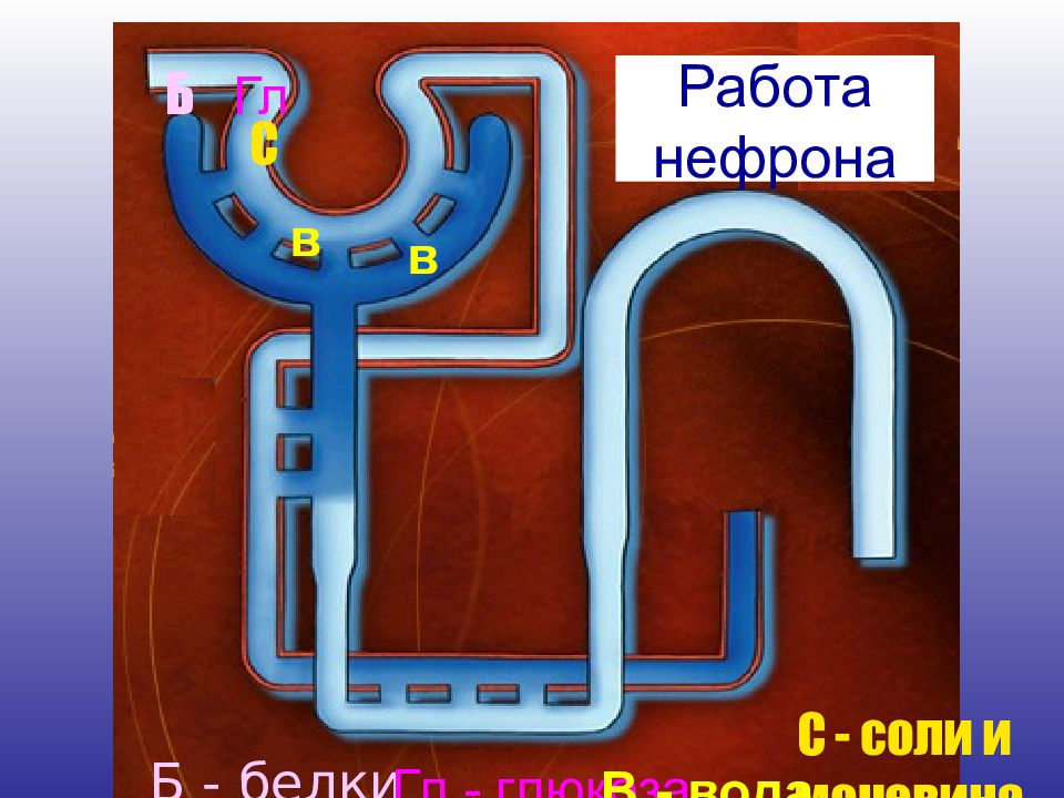 Система б. Работа нефрона.