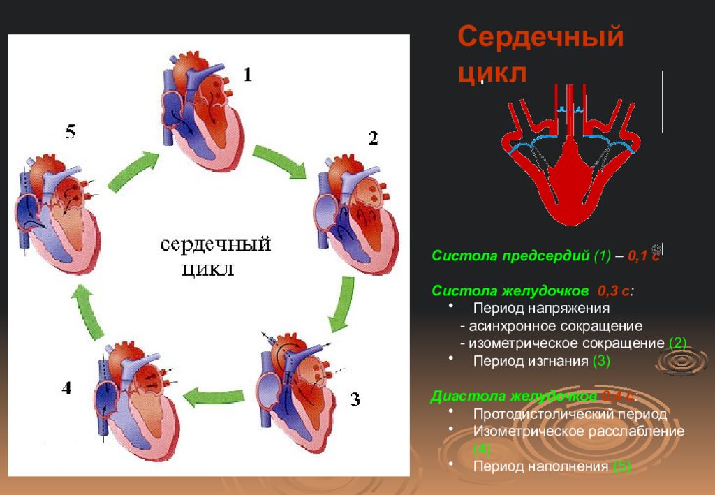 Сокращение предсердий в сердечном цикле. Систола желудочков предсердий и диастола. Сердечный цикл.фазы систолы диастолы желудочков. Систола желудочков сердечного цикла человека. Сердечный цикл диастола предсердий.