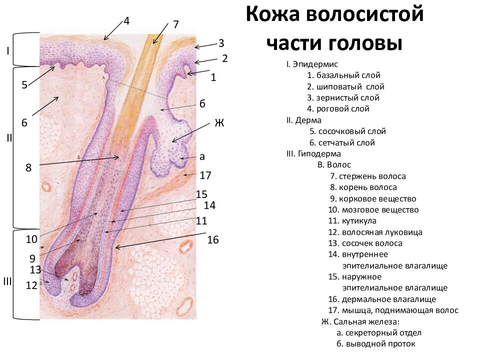 Кожа волосистой части головы