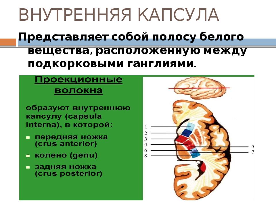 Внутренняя капсула анатомия клиническая картина поражения