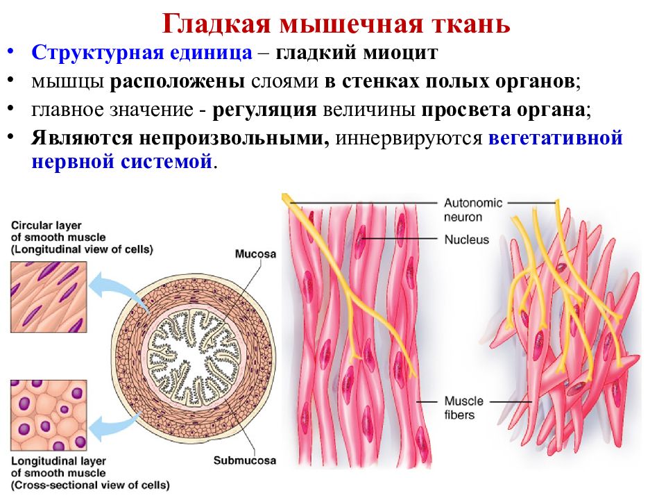 Паразитический образ жизни три слоя гладкой мускулатуры. Структурно-функциональная единица гладкой мышечной ткани. Структурно-функциональной единицей гладкой мышечной ткани является. Гладкая мышечная ткань структура единицы. Структурно-функциональная единица гладкомышечной ткани.