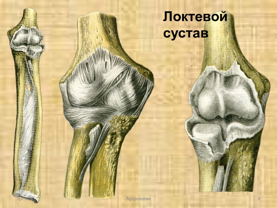 Артрология. Артрология локтевого сустава. Артрология анатомия. Суставы артрология. Артрология верхних конечностей.