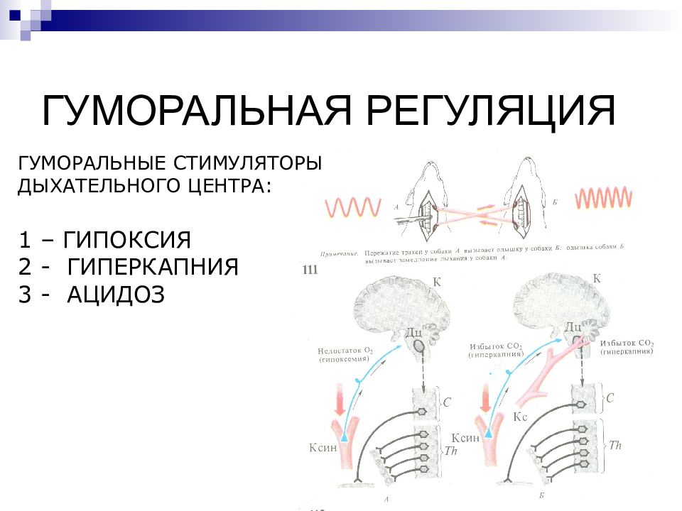 Как осуществляется регуляция дыхания. Регуляция деятельности дыхательного центра. Влияние гиперкапнии на дыхательный центр. Гуморальный фактор регуляции активности дыхательного центра. Гуморальная регуляция центра дыхания.