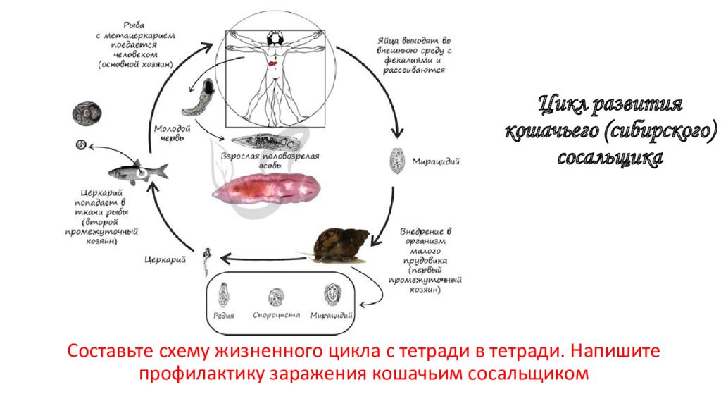 Кошачий сосальщик цикл развития рисунок. Кошачий, Сибирский сосальщик жизненный цикл. Кошачий сосальщик жизненный цикл биология. Жизненный цикл Сибирского сосальщика. Цикл развития кошачьей двуустки схема.